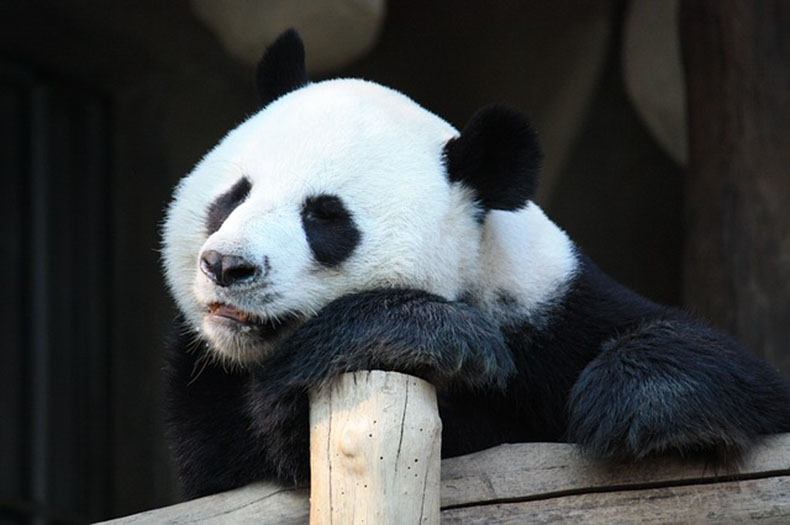 かわいいパンダ 中国でのイメージは意外と辛辣 上海動物園で人気調査 海外zine