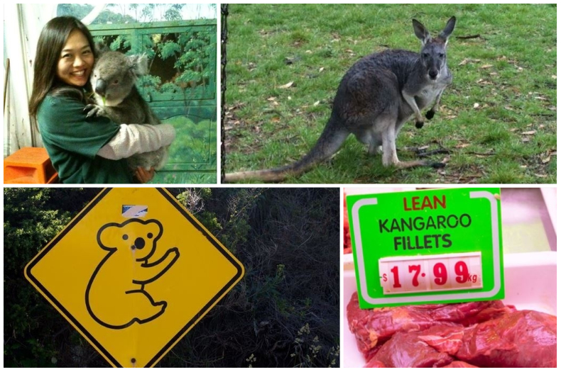 動物王国オーストラリア コアラやカンガルーが多すぎて共生は意外と大変 海外zine